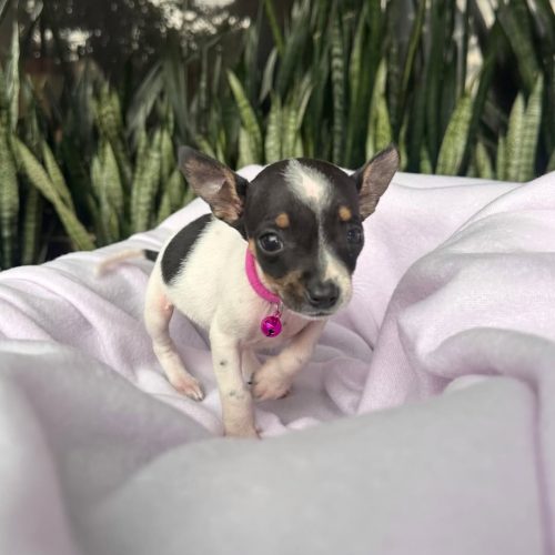 469743085_2864706833694485_9018700210895408075_n