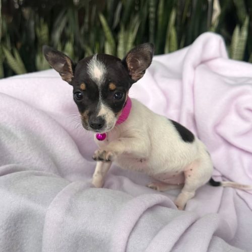 470031172_1239014233876071_2812074531673146895_n