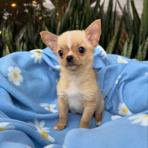 472602654_17860423404339755_6129996552570132906_n