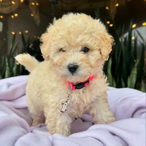 473668970_17860424997339755_1860308702425597717_n