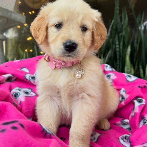 473715771_17860425480339755_7980701723247147580_n