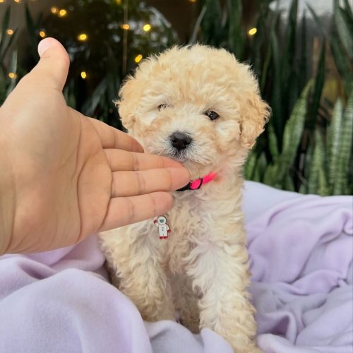 473716825_17860424982339755_362979469292634787_n