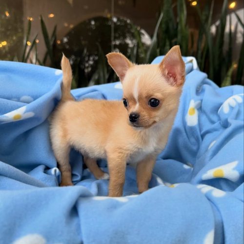 473722148_17860423401339755_97306203366800402_n