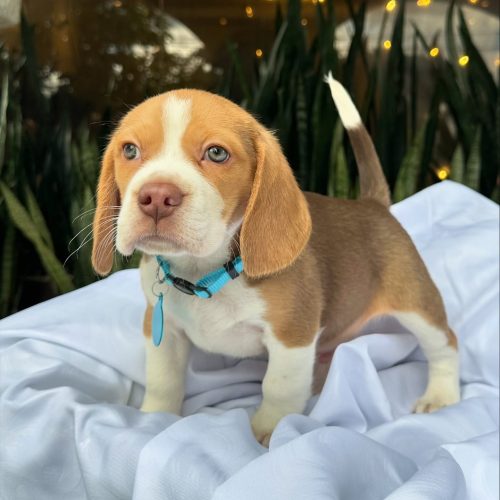 473723860_17860692798339755_1104016267718545091_n