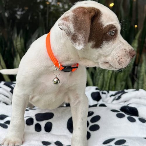 473734725_1165981218295823_2017708264268205845_n