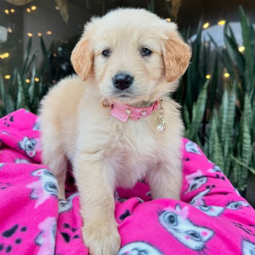 473737590_17860425468339755_8836928382676465927_n