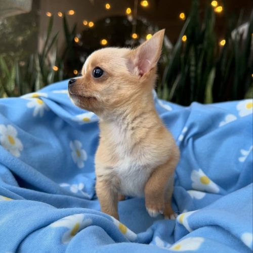 473738238_17860423341339755_3460348315456016597_n