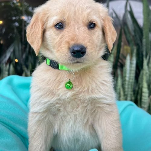 473739288_1142689440553710_7190840956546105173_n