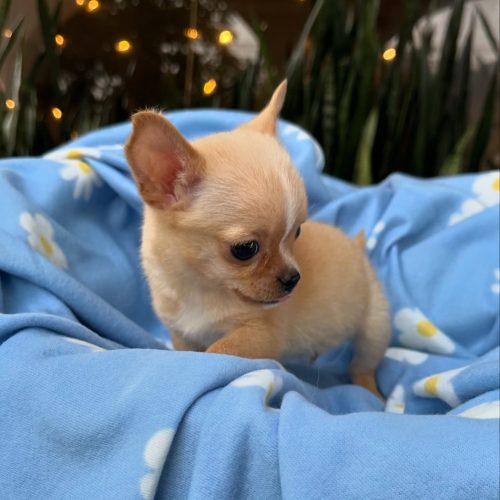 473740101_17860423407339755_5120874206524186620_n