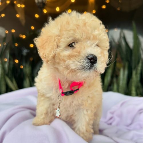 473742679_17860425018339755_6538115996487114244_n