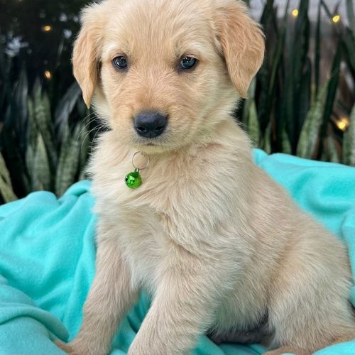 473793767_1012019760954535_6575233548558066444_n