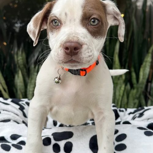 473871162_1115436520066994_1177241574578948158_n