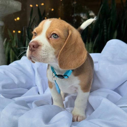 474022551_17860692846339755_6803253531618074214_n