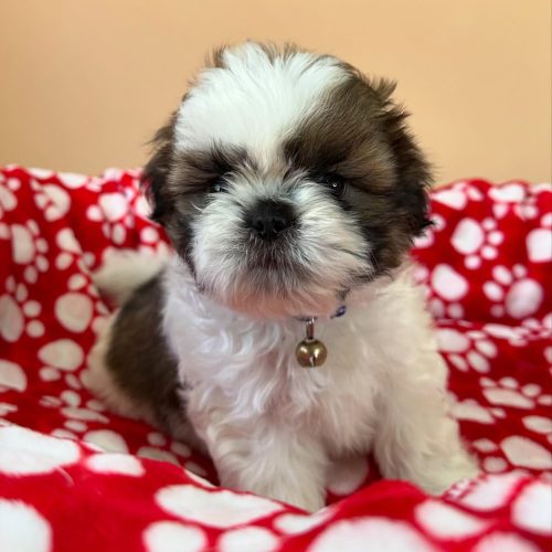 474713894_17861622345339755_3574359227213596028_n