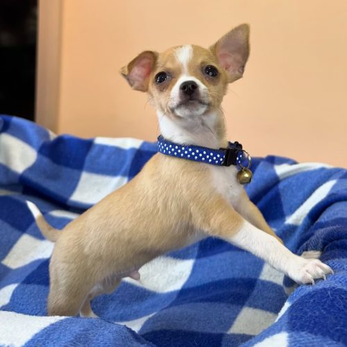 474776194_17861620926339755_4761668770101393932_n