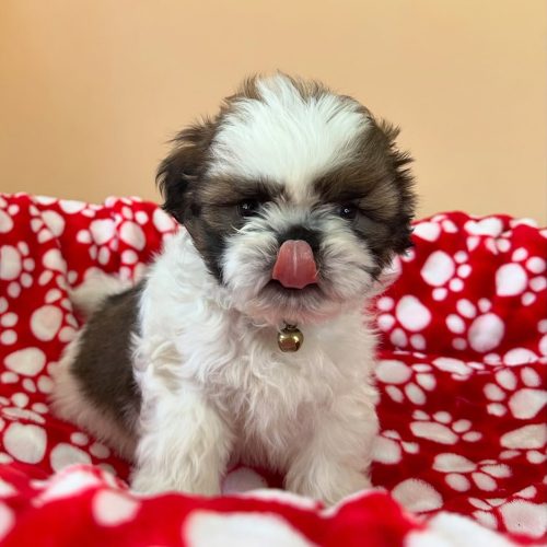 474776535_17861622378339755_8159439499921670240_n