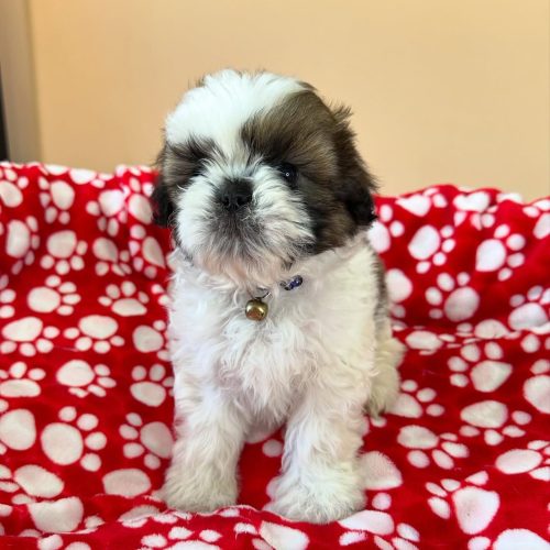 474793961_17861622369339755_7399615737136301814_n