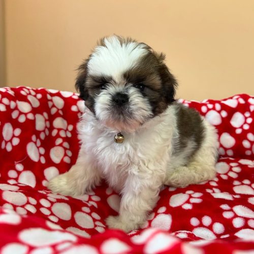 474828063_17861622330339755_156708293462699102_n