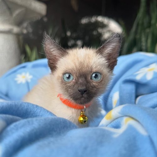 Snapinst.app_469720208_17855748135339755_1469734752339782258_n_1080