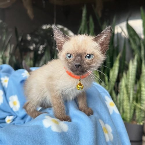 Snapinst.app_469733076_17855748180339755_3540882906687010530_n_1080