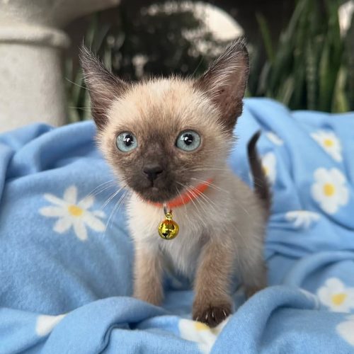 Snapinst.app_469749025_17855748198339755_2160346807807776337_n_1080