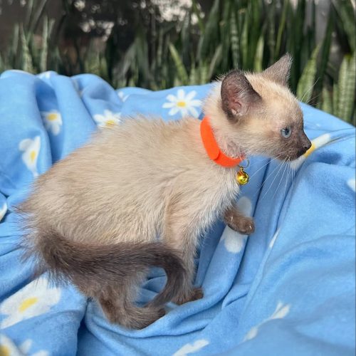 Snapinst.app_470351774_17855748126339755_3572927532421607241_n_1080