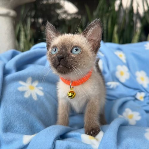 Snapinst.app_470356995_17855748117339755_2531799063189978840_n_1080