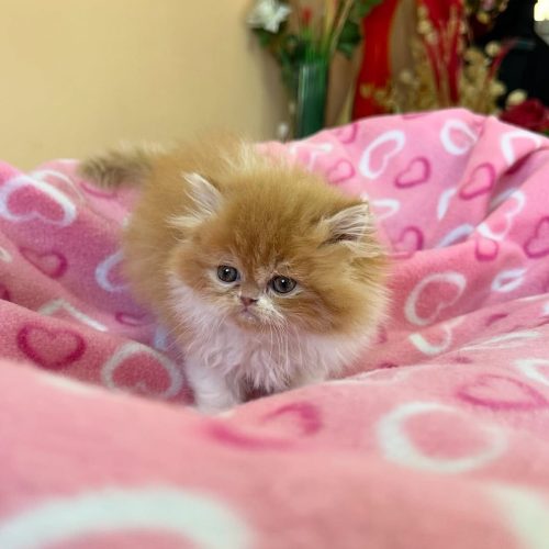 Snapinst.app_474733362_17861620641339755_8256044286921722537_n_1080