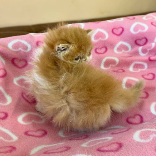 Snapinst.app_474740700_17861620623339755_6385179086833691516_n_1080