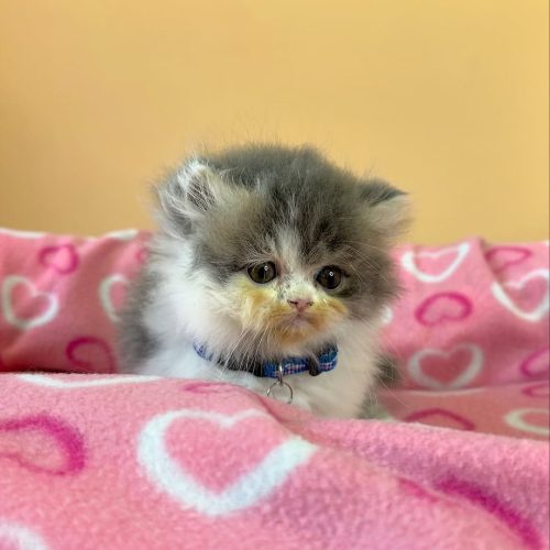 Snapinst.app_474786967_17861620452339755_2079797836745165905_n_1080