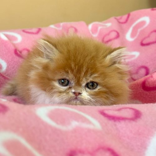 Snapinst.app_474799079_17861620650339755_5422969842454694767_n_1080