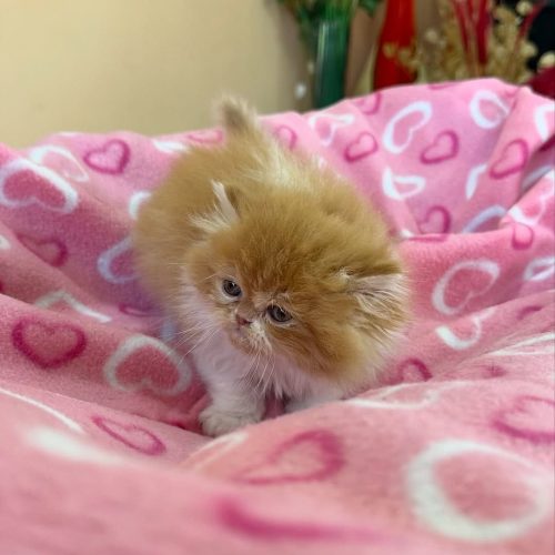 Snapinst.app_474804173_17861620662339755_6324024587603414611_n_1080