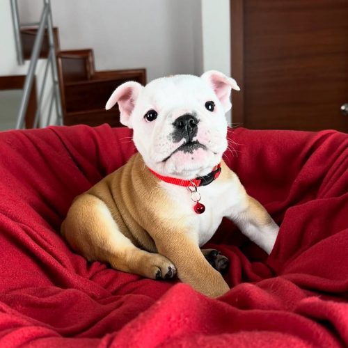 Snapinst.app_475342313_17862521643339755_8072485775687574260_n_1080