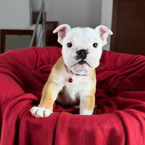 Snapinst.app_475517107_17862521604339755_5547596516071904660_n_1080