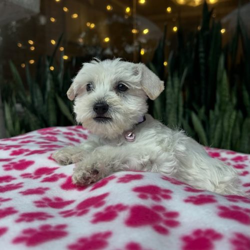 Snapinst.app_475547232_17864424822339755_3272766036660434107_n_1080