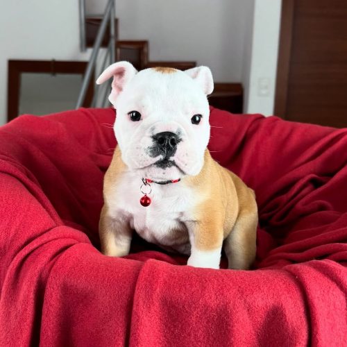 Snapinst.app_475646110_17862521613339755_673567427813160226_n_1080