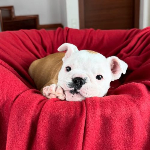 Snapinst.app_475721776_17862521652339755_3333469649291447194_n_1080