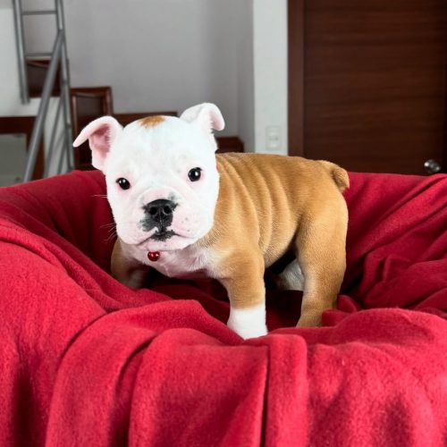 Snapinst.app_475773496_17862521631339755_3090170796119034557_n_1080