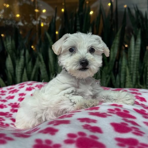 Snapinst.app_476912671_17864424831339755_3119792455643593904_n_1080