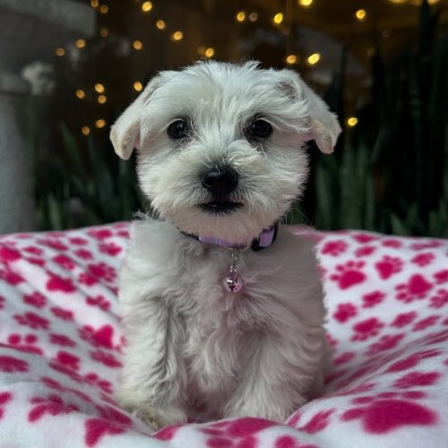 Snapinst.app_478145608_17864424840339755_7315733947241964631_n_1080