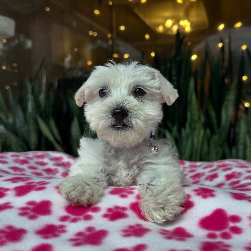 Snapinst.app_479165831_17864424804339755_6145115030952645181_n_1080