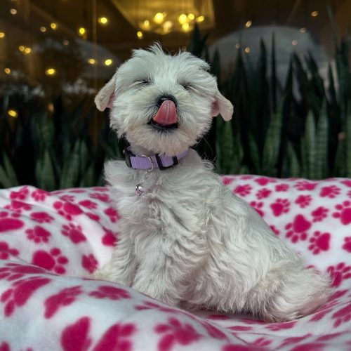 Snapinst.app_479170681_17864424786339755_8494746165828885106_n_1080