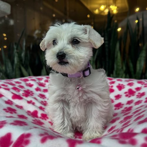 Snapinst.app_479736442_17864424795339755_6276806159215509456_n_1080